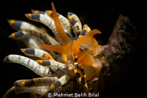 Trinchesia yamasui feeding. by Mehmet Salih Bilal 